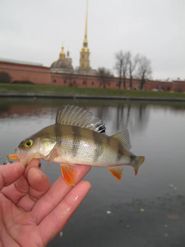 Последний окунь сезона?