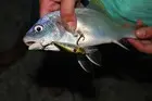 Черноморский горбыль.Очень красивая и сильная рыба