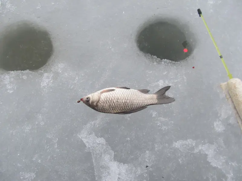 Пойман карась со льда на мормышку.