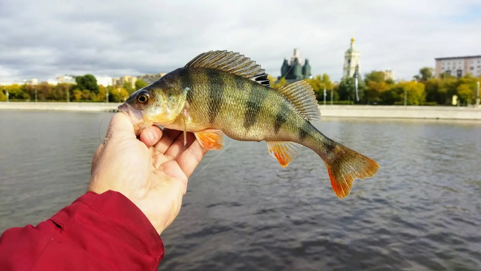 Рыбалка в Марьино на Москва-реке: отзывы рыбаков и советы