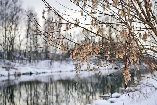 Такая сложная простая щука