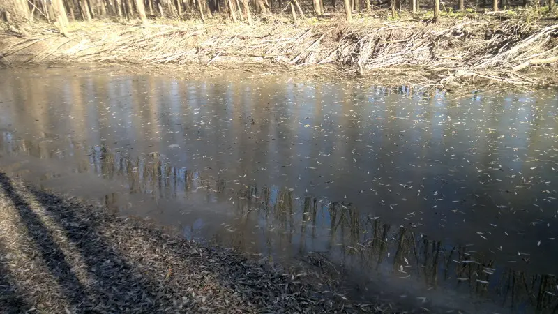 Кто-то ловит щуков с судаками, а у нас сезон жидкой воды подошел к концу! Был сегодня на крайней...