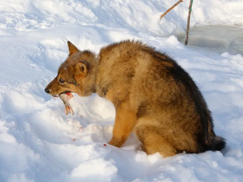 Кстати местные собачки возле зимовья сидят на диете из плотвы и язей и не жалуются.