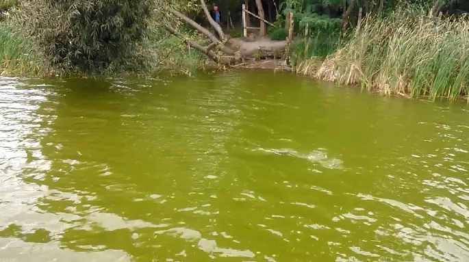 Зрители у берега — действующее лицо в воде