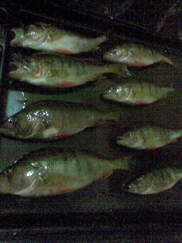 Фото о рыбалке №28344