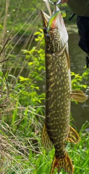 Классический виброхвост — классический щупарь. Cane Thumper 3«— Esox lucius 12» ;)