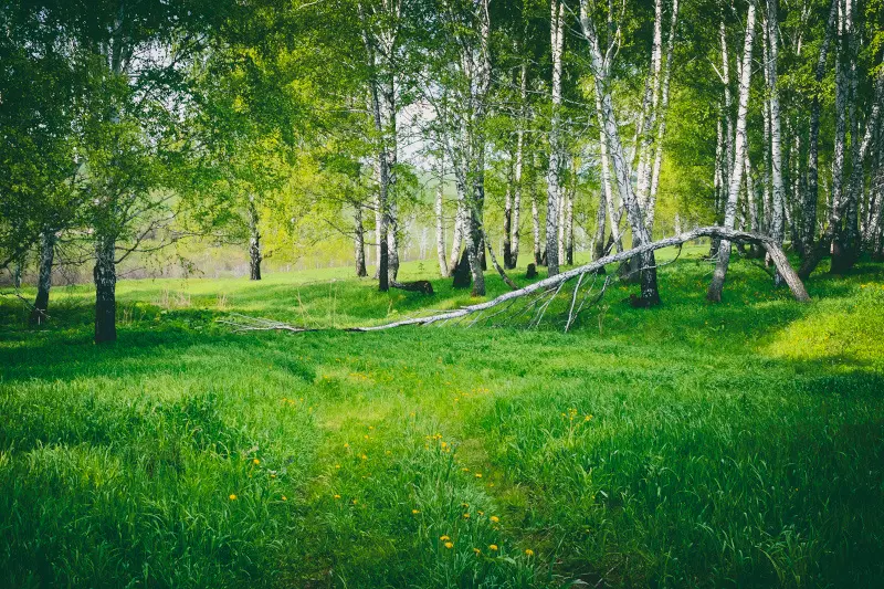 По заброшенной дороге