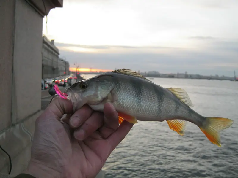 Закат. Последний зачетный окунь в этой рыбалке. На aji ringer shad 1.5" гламурно-розового цвета :)
