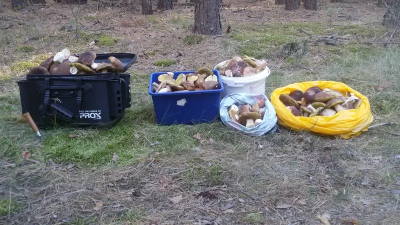 Лёгкий перелов — мелочь не отпускали )