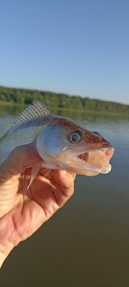 Что-то сказать хочет...