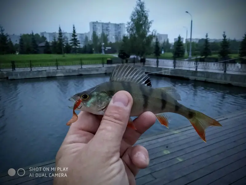 Возвращение к московским реалиям