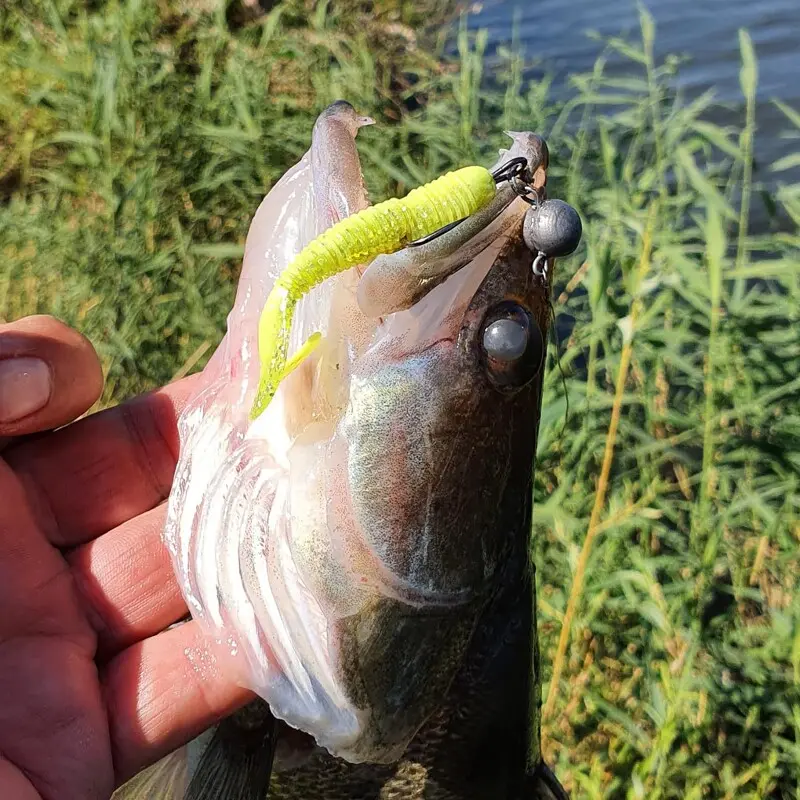 Mottomo Flasher в праздничной расцветке.