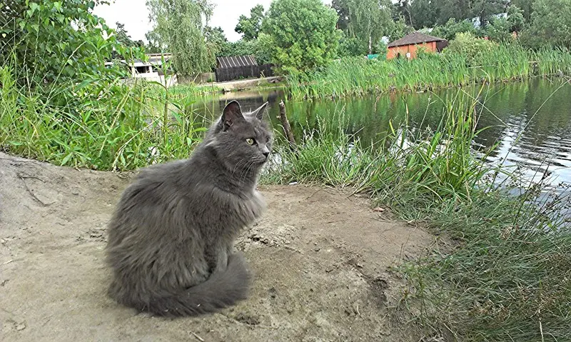 Пруд в Томилино