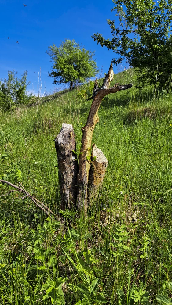 БобрАрт Архитектор Бобрители :D