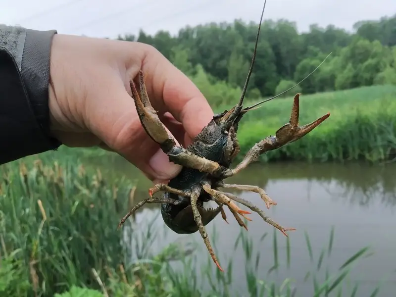 Секта ДО.