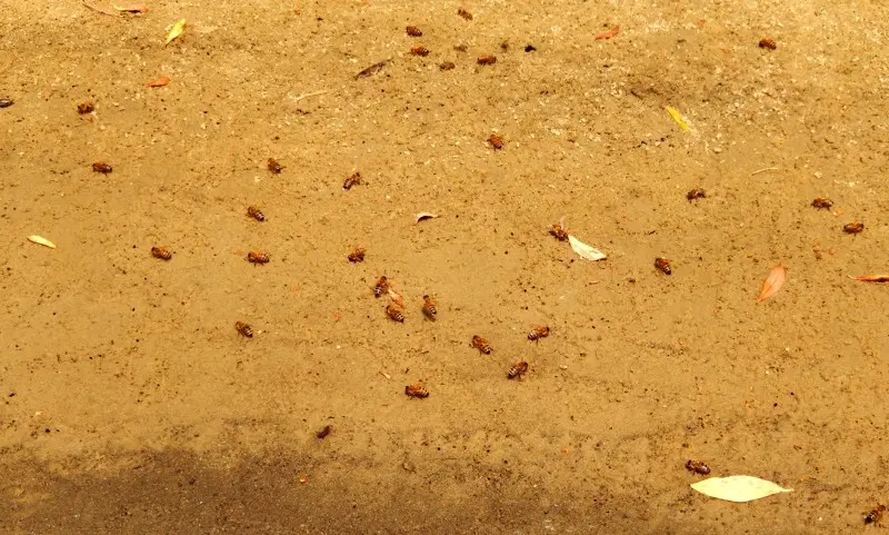 Пчёлам тоже жарко, и они утоляют жажду в мокром, прибрежном песке.