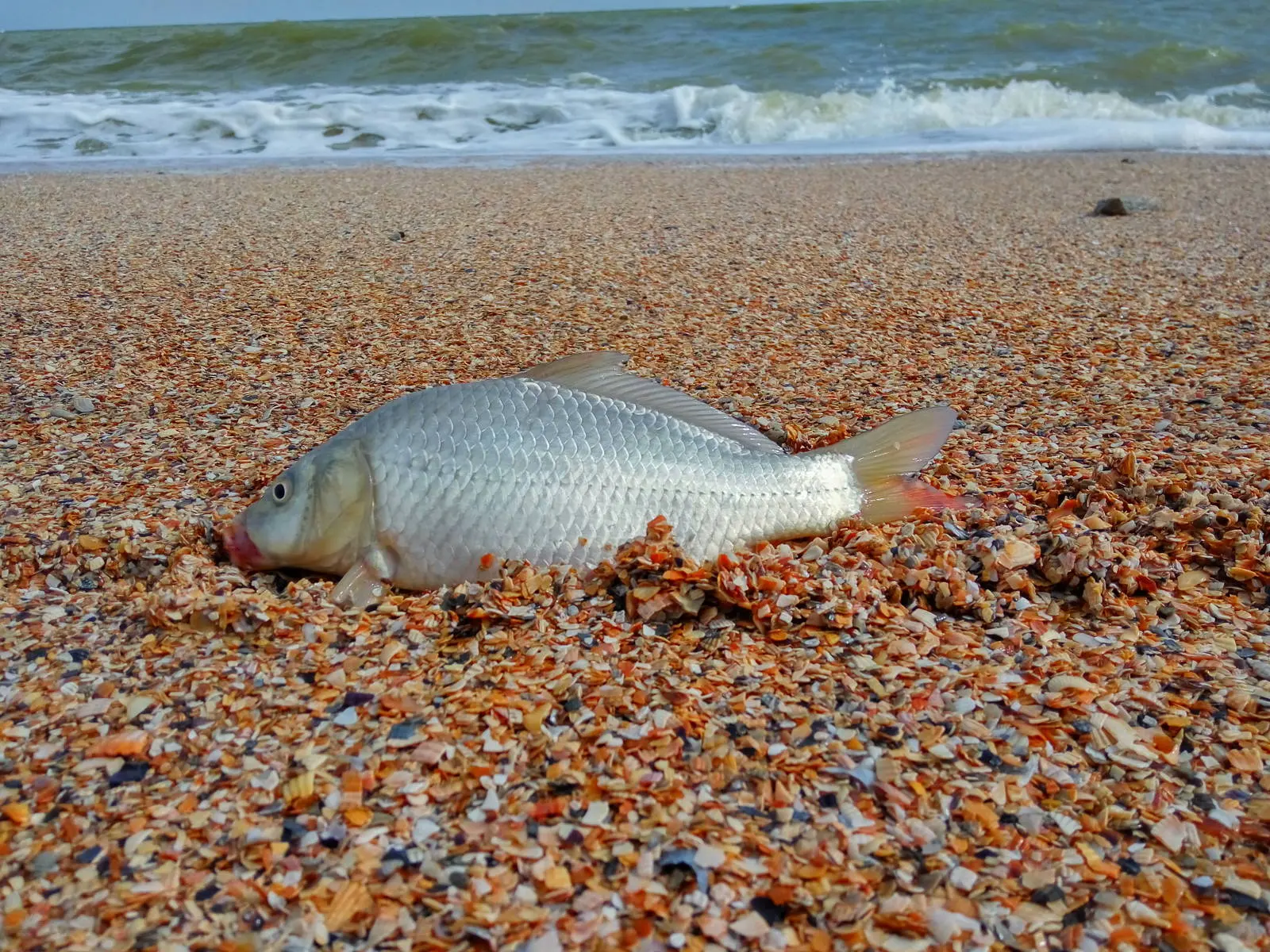 Азовское море рыба