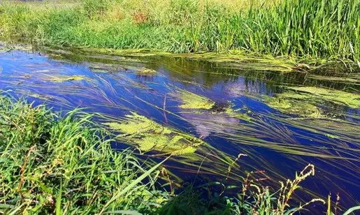 В струях реки.