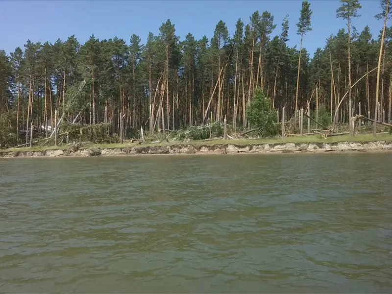 Переломаный ветром сосновый лес на берегу