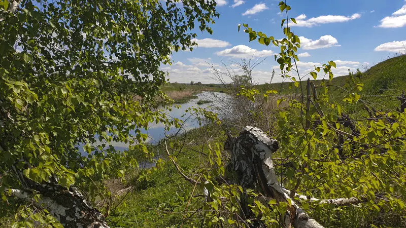 Под берёзкой