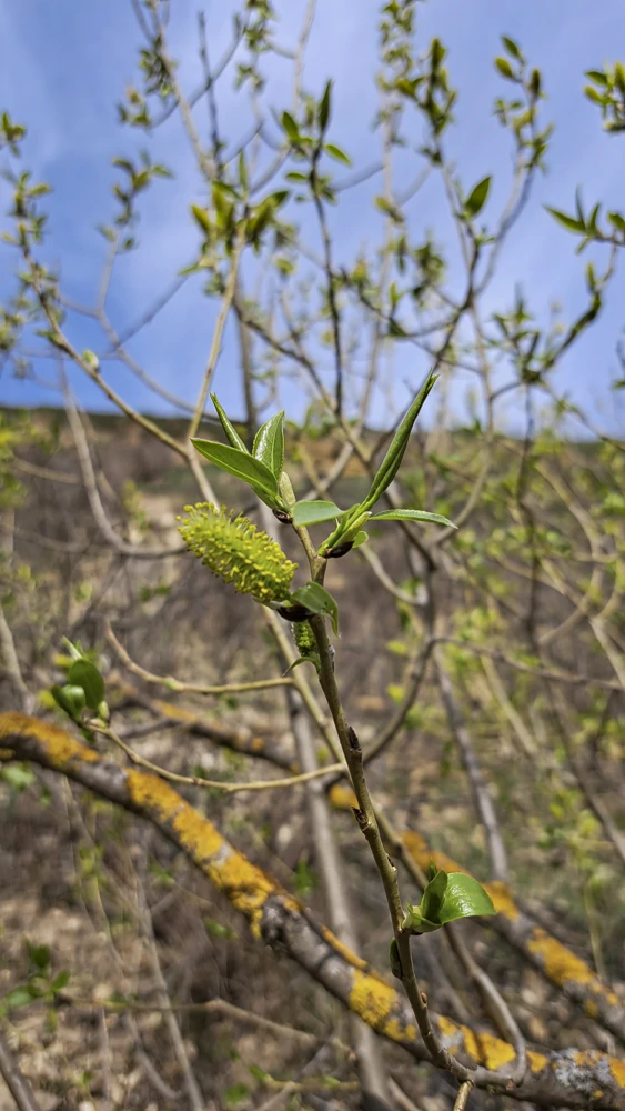 Просыпается Природа!