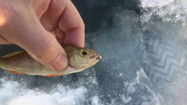 Суховский Горбач