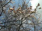 +10 :) и абрикосы цветут (фото #761)