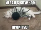 Кот это хорошо :good: :D (фото #666)