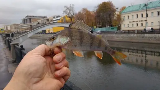 Коренной москвич. :)