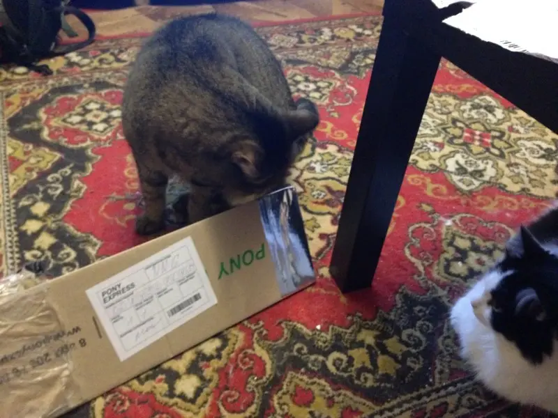 Котики инспектируют качество упаковки