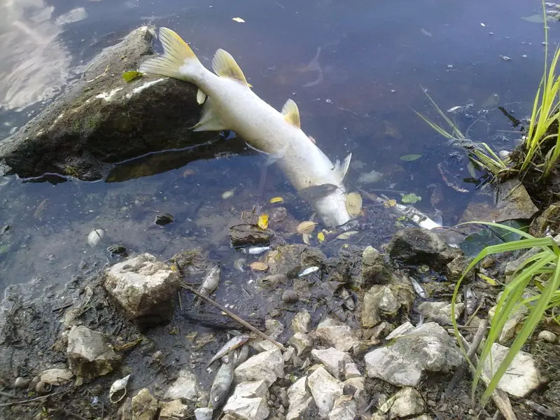 А так стало сейчас. Мёртвый водоём.