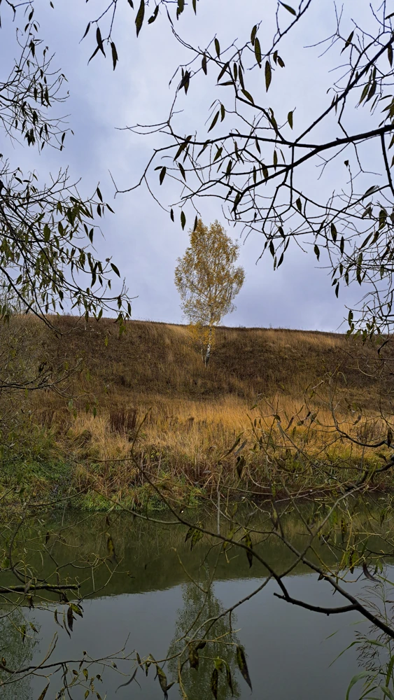 Белая берёзонька