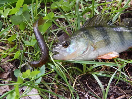 Тестирование силикона Trout Pro: Yujiro и Okinawa