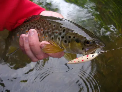 Trout fishing