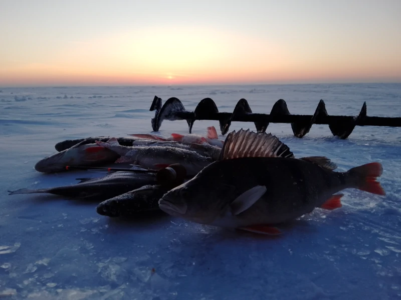 Подъязок, подлещик, подокунь...