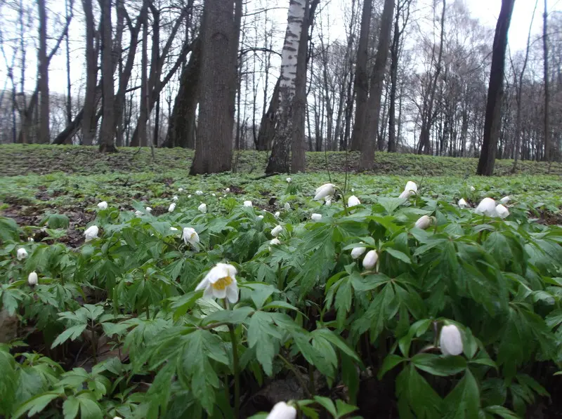 Ветреница лесная.