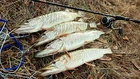 Фото о рыбалке №108372