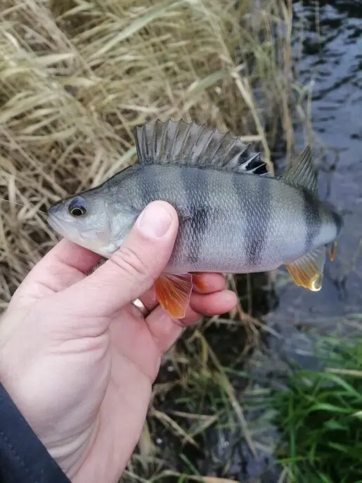 Ловим пока открытая вода