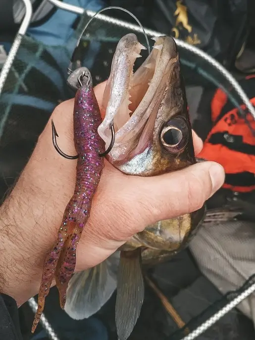 Самая последняя рыбалка 2019: судак на джиг