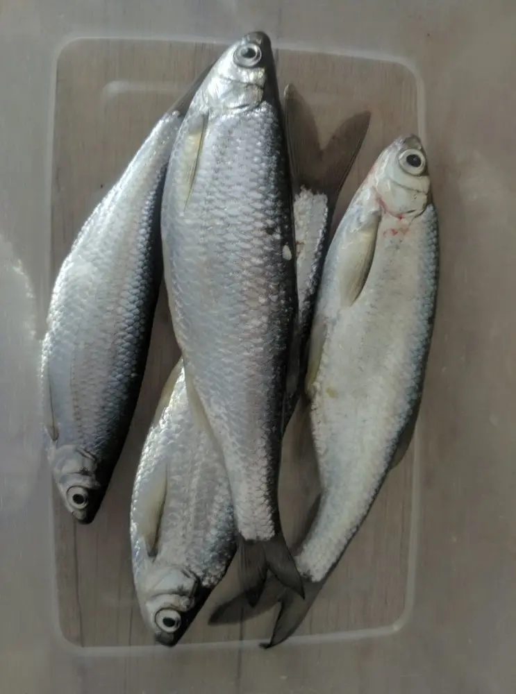 Пол часа рыбалки, 4 рыбы в пакете)
