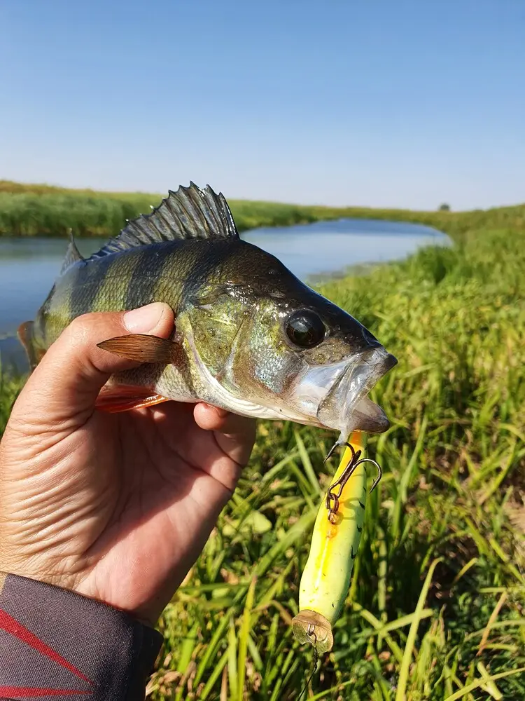 Поппер Rapala