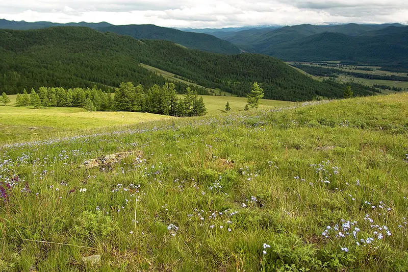 Луга Горного Алтая