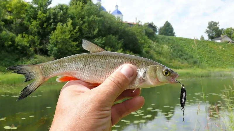 Голавлик на Cicadas Wing